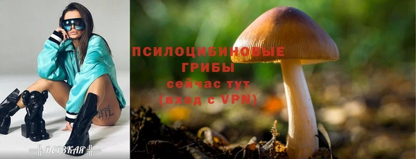 прущие грибы Михайловск